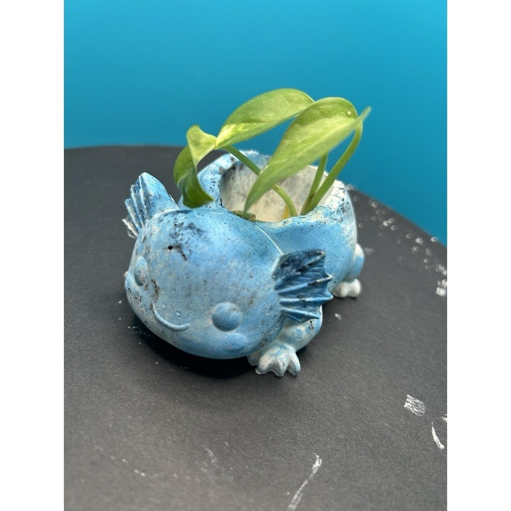 2 Axolotl  Concrete Planter Blue– Handmade Cement Succulent Plant  Pot, Handmade - Picture 8 of 12